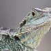 Gippsland Water Dragon by terryliv