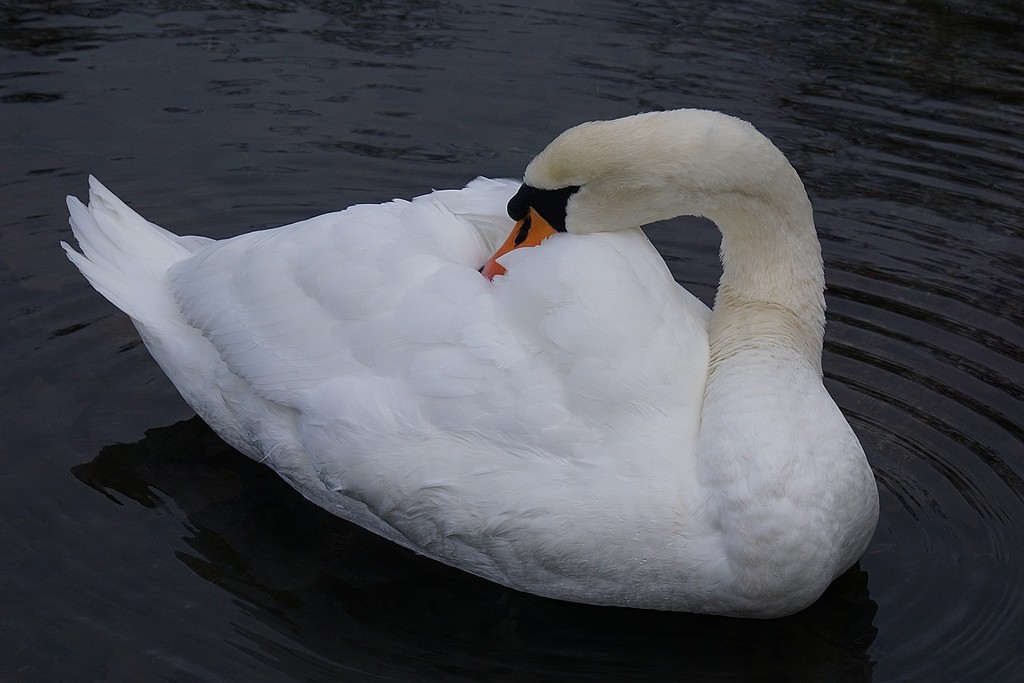 the lone swan by quietpurplehaze