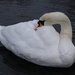 the lone swan by quietpurplehaze