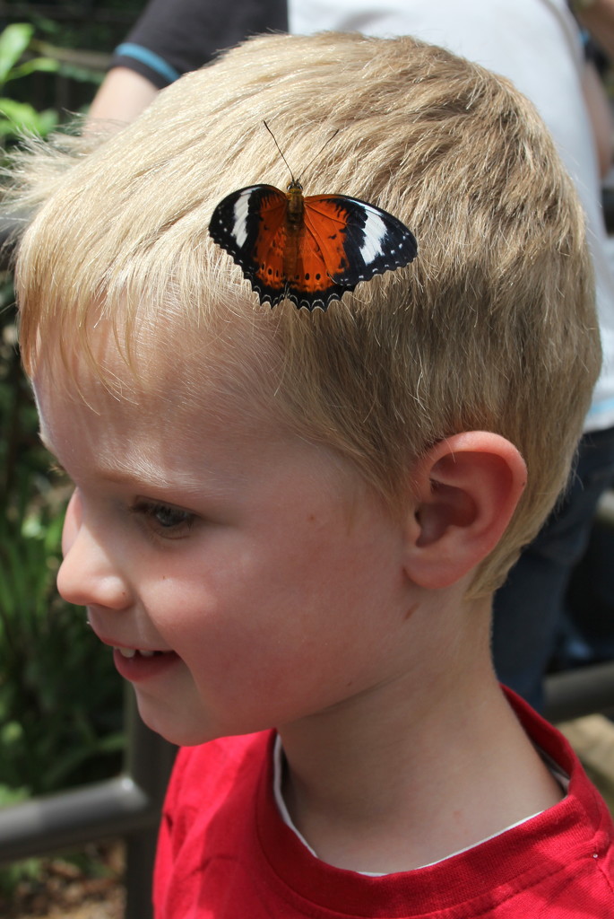 Harry in the butterfly house by gilbertwood