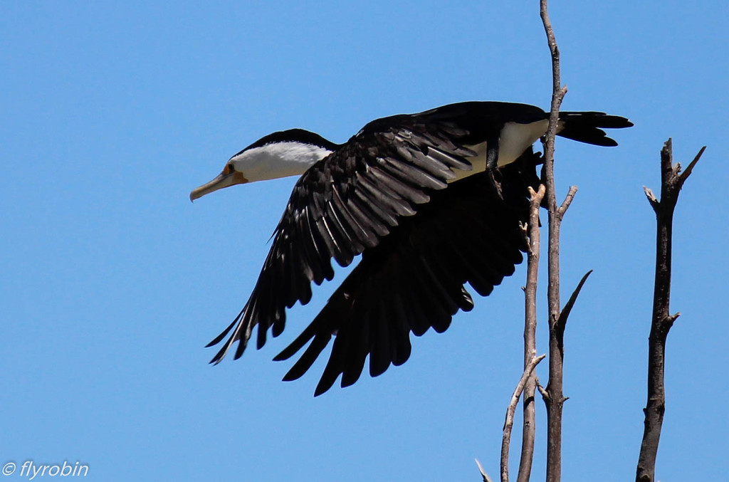 Cormorant take-off by flyrobin