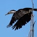 Cormorant take-off by flyrobin