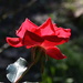 Backlit rose, Magnolia Gardens, Charleston, SC by congaree