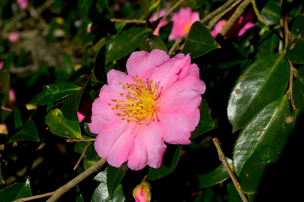Sasanqua camellia, Magnolia Gardens, Charleston, SC by congaree