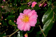 17th Nov 2015 - Sasanqua camellia, Magnolia Gardens, Charleston, SC