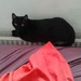 black cat relaxing by zardz