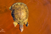 17th Nov 2015 - Softshell turtle