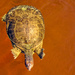 Softshell turtle by danette