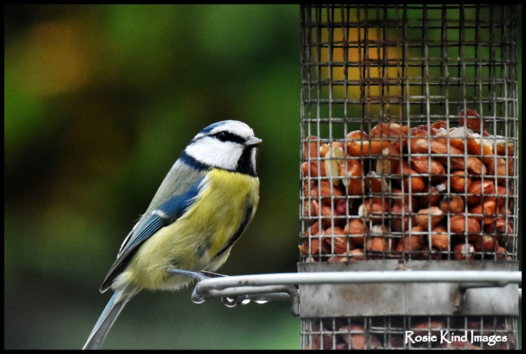 Today's blue tit by rosiekind