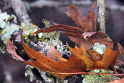 17th Nov 2015 - leaves and lichen_10:365
