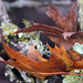 leaves and lichen_10:365 by gaylewood