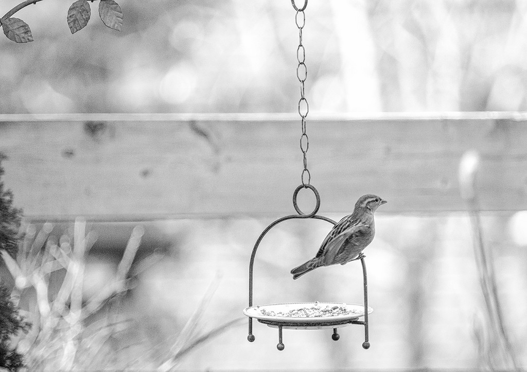 Little Bird B&W by gardencat