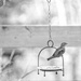 Little Bird B&W by gardencat