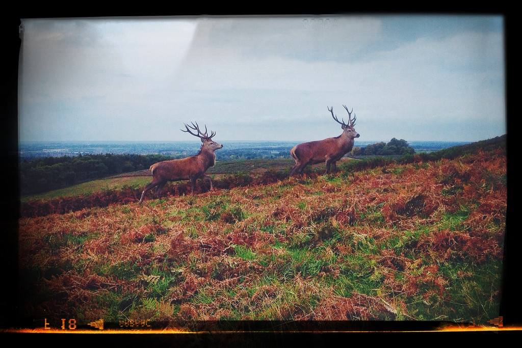 Day 285, Year 3 - Deer At Bradgate by stevecameras