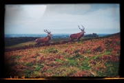 10th Oct 2015 - Day 285, Year 3 - Deer At Bradgate