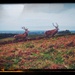 Day 285, Year 3 - Deer At Bradgate by stevecameras