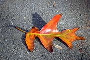 17th Nov 2015 - Autumn Leaf