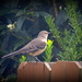 The Mockingbird was back! by homeschoolmom