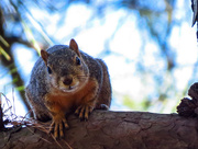 17th Nov 2015 - One Confident Squirrel