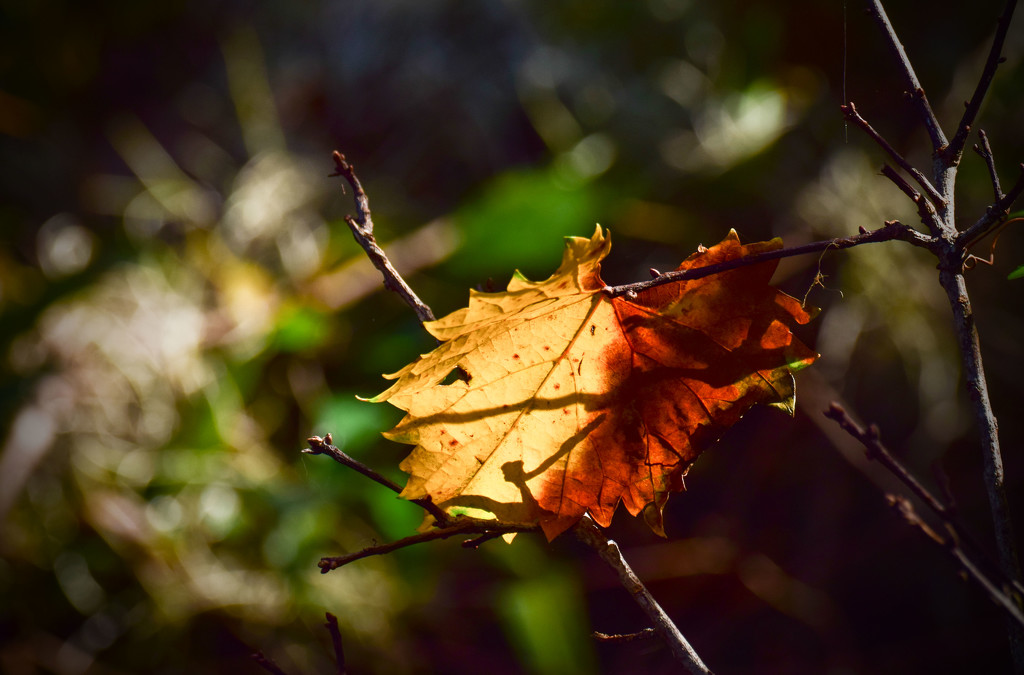 Sunlit, Almost Fall Leaf by rickster549
