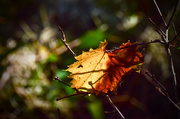 17th Nov 2015 - Sunlit, Almost Fall Leaf