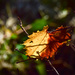 Sunlit, Almost Fall Leaf by rickster549