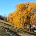 yellow willow by adi314