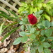 Last rose of summer by harrowjet