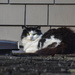 ~Cat on a Wet Wood Roof~ by crowfan