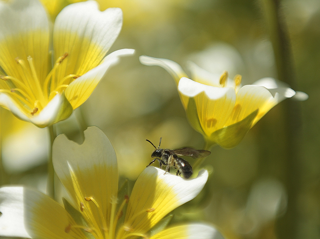 jaunty little bee (Leioproctus) by kali66