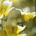 jaunty little bee (Leioproctus) by kali66