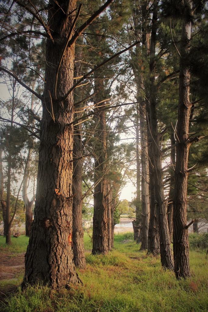 "The old pines of Bunyip".... by tellefella
