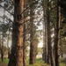 "The old pines of Bunyip".... by tellefella