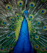 18th Nov 2015 - Peacock beauty
