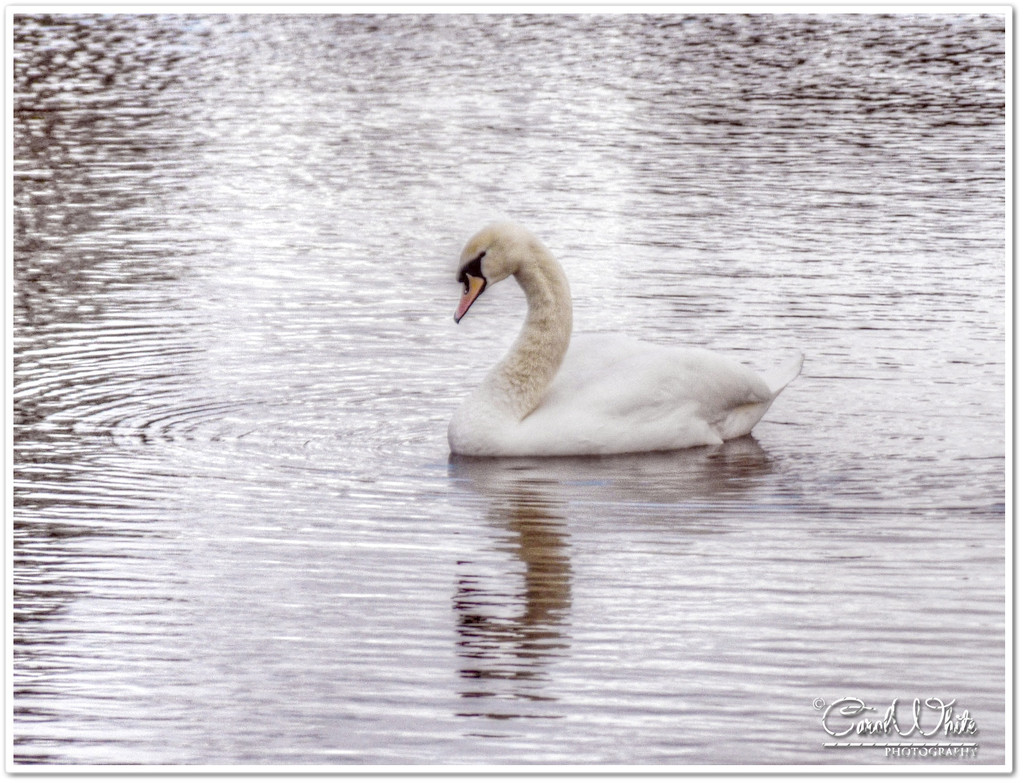 Gliding On A Silvery Lake by carolmw