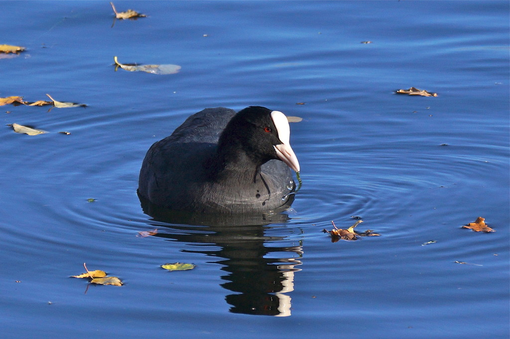 COOT  by markp
