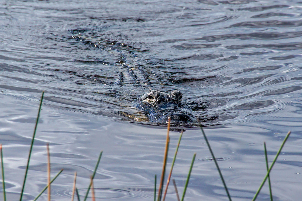 Sneaky Gator by danette