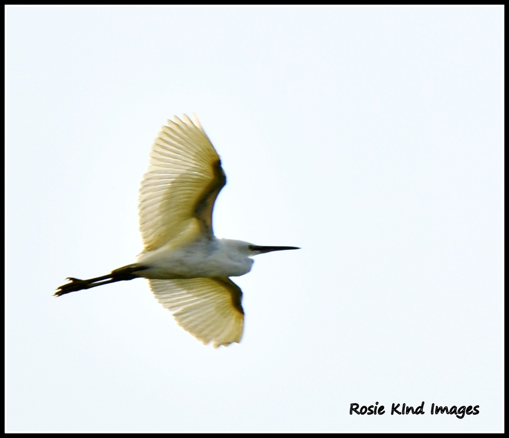 Egret in flight by rosiekind