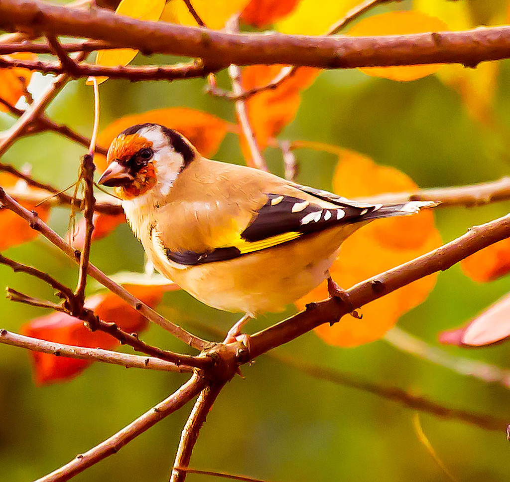 18th November 2015     - Goldfinch by pamknowler