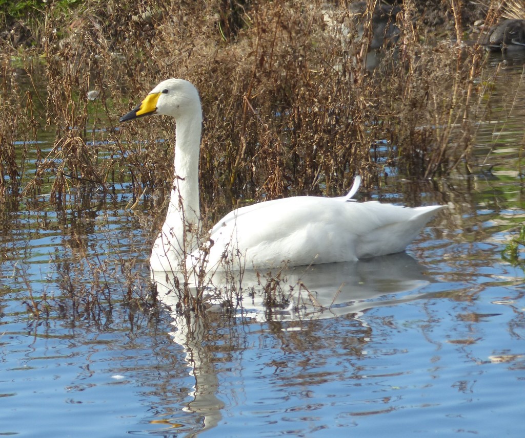  Whooper Swan by susiemc