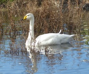 30th Oct 2015 -  Whooper Swan