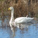  Whooper Swan by susiemc