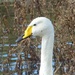 Close-up of a Whooper Swan  by susiemc