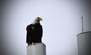 18th Nov 2015 - Bald Eagle on the Cell Tower