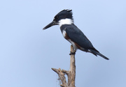 18th Nov 2015 - Belted Kingfisher