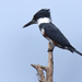 Belted Kingfisher by rickster549