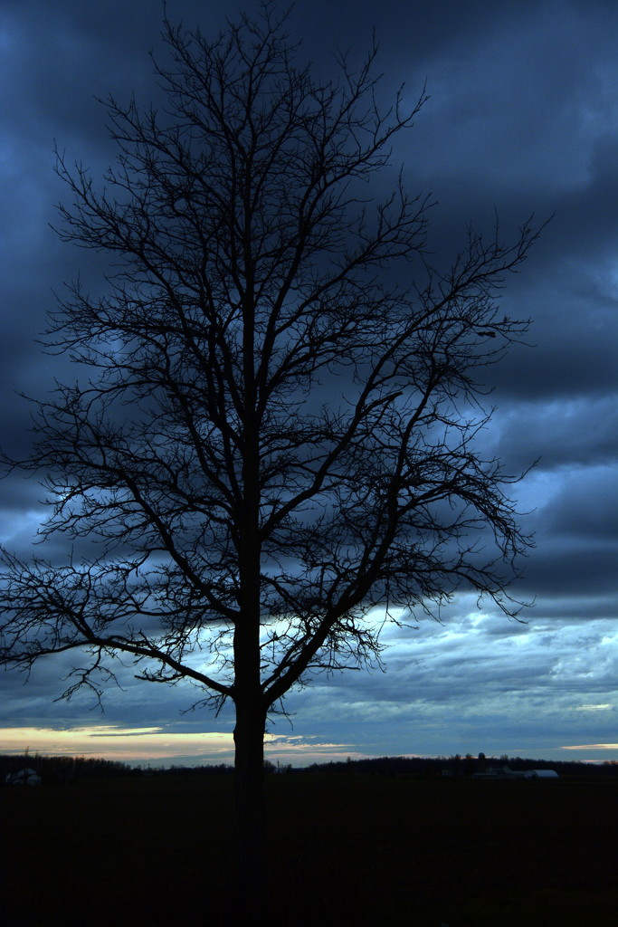 A tree silhouette in the afternoon by jayberg