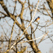 Eastern Bluebird White Branch by rminer