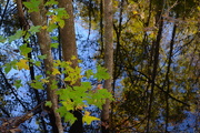19th Nov 2015 - Four Holes Swamp reflections, Dorchester County, South Carolina