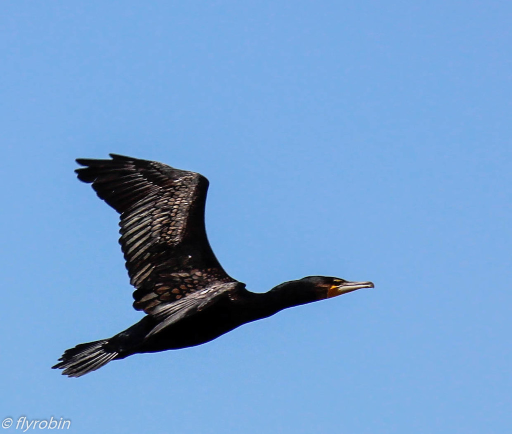 Cormorant flight by flyrobin